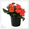 Live Sunpatiens - Orange - Beautiful Healthy Flowers - 12" Tall by 5" Wide in 2.5 Qt Pot - Image 2