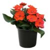 Live Sunpatiens - Orange - Beautiful Healthy Flowers - 12" Tall by 5" Wide in 2.5 Qt Pot