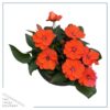 Live Sunpatiens - Orange - Beautiful Healthy Flowers - 12" Tall by 5" Wide in 2.5 Qt Pot - Image 3