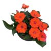 Live Sunpatiens - Orange - Beautiful Healthy Flowers - 12" Tall by 5" Wide in 2.5 Qt Pot - Image 4