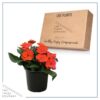 Live Sunpatiens - Orange - Beautiful Healthy Flowers - 12" Tall by 5" Wide in 2.5 Qt Pot - Image 6