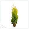 Live Thuja Jantar Tree - Tabletop Christmas Decoration - 16" Tall by 4" Wide in Deco Cover - Image 3