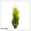 Live Thuja Jantar Tree - Tabletop Christmas Decoration - 16" Tall by 4" Wide in Deco Cover - Image 7