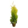 Live Thuja Jantar Tree - Tabletop Christmas Decoration - 16" Tall by 4" Wide in Deco Cover