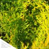 Live Thuja Jantar Tree - Tabletop Christmas Decoration - 16" Tall by 4" Wide in Deco Cover - Image 2