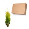 Live Thuja Jantar Tree - Tabletop Christmas Decoration - 16" Tall by 4" Wide in Deco Cover - Image 12