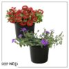 Live Verbena Plant - Assorted Colors (2 Plants Per Pack) - Healthy Flowering Plant - Beautiful Spring Color - 10" Tall by 5" Wide in 1Qt Pot