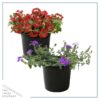 Live Verbena Plant - Assorted Colors (2 Plants Per Pack) - Healthy Flowering Plant - Beautiful Spring Color - 10" Tall by 5" Wide in 1Qt Pot - Image 2