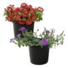 Live Verbena Plant - Assorted Colors (2 Plants Per Pack) - Healthy Flowering Plant - Beautiful Spring Color - 10" Tall by 5" Wide in 1Qt Pot - Image 3