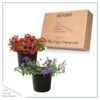 Live Verbena Plant - Assorted Colors (2 Plants Per Pack) - Healthy Flowering Plant - Beautiful Spring Color - 10" Tall by 5" Wide in 1Qt Pot - Image 6