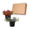 Live Verbena Plant - Assorted Colors (2 Plants Per Pack) - Healthy Flowering Plant - Beautiful Spring Color - 10" Tall by 5" Wide in 1Qt Pot - Image 4