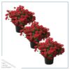 Live Verbena Plant - Red (3 Plants Per Pack) - Healthy Flowering Plant - Beautiful Spring Color - 10" Tall by 5" Wide in 1Qt Pot