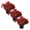 Live Verbena Plant - Red (3 Plants Per Pack) - Healthy Flowering Plant - Beautiful Spring Color - 10" Tall by 5" Wide in 1Qt Pot - Image 7