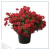 Live Verbena Plant - Red (3 Plants Per Pack) - Healthy Flowering Plant - Beautiful Spring Color - 10" Tall by 5" Wide in 1Qt Pot - Image 2