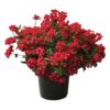 Live Verbena Plant - Red (3 Plants Per Pack) - Healthy Flowering Plant - Beautiful Spring Color - 10" Tall by 5" Wide in 1Qt Pot - Image 3