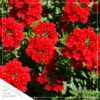 Live Verbena Plant - Red (3 Plants Per Pack) - Healthy Flowering Plant - Beautiful Spring Color - 10" Tall by 5" Wide in 1Qt Pot - Image 4