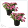 Live Verbena Plant - Shades of Pink (2 Plants Per Pack) - Healthy Flowering Plant - Beautiful Spring Color - 10" Tall by 5" Wide in 1Qt - Image 2