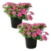 Live Verbena Plant - Shades of Pink (2 Plants Per Pack) - Healthy Flowering Plant - Beautiful Spring Color - 10" Tall by 5" Wide in 1Qt - Image 3