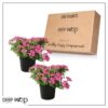 Live Verbena Plant - Shades of Pink (2 Plants Per Pack) - Healthy Flowering Plant - Beautiful Spring Color - 10" Tall by 5" Wide in 1Qt - Image 5
