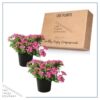 Live Verbena Plant - Shades of Pink (2 Plants Per Pack) - Healthy Flowering Plant - Beautiful Spring Color - 10" Tall by 5" Wide in 1Qt - Image 6