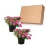 Live Verbena Plant - Shades of Pink (2 Plants Per Pack) - Healthy Flowering Plant - Beautiful Spring Color - 10" Tall by 5" Wide in 1Qt - Image 4