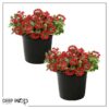 Live Verbena Plant - Shades of Red (2 Plants Per Pack) - Healthy Flowering Plant - Beautiful Spring Color - 10" Tall by 5" Wide in 1Qt Pot - Image 5