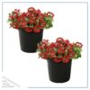 Live Verbena Plant - Shades of Red (2 Plants Per Pack) - Healthy Flowering Plant - Beautiful Spring Color - 10" Tall by 5" Wide in 1Qt Pot - Image 6