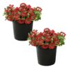 Live Verbena Plant - Shades of Red (2 Plants Per Pack) - Healthy Flowering Plant - Beautiful Spring Color - 10" Tall by 5" Wide in 1Qt Pot