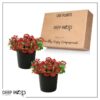 Live Verbena Plant - Shades of Red (2 Plants Per Pack) - Healthy Flowering Plant - Beautiful Spring Color - 10" Tall by 5" Wide in 1Qt Pot - Image 3