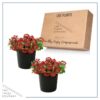 Live Verbena Plant - Shades of Red (2 Plants Per Pack) - Healthy Flowering Plant - Beautiful Spring Color - 10" Tall by 5" Wide in 1Qt Pot - Image 4