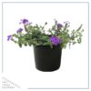 Live Verbena - Purple - Creeping/Trailing Perennial - Healthy Spring Plant - 10" Tall by 6" Wide in 2.5 Qt Pot - Image 6