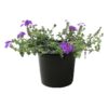 Live Verbena - Purple - Creeping/Trailing Perennial - Healthy Spring Plant - 10" Tall by 6" Wide in 2.5 Qt Pot - Image 7