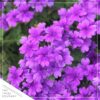 Live Verbena - Purple - Creeping/Trailing Perennial - Healthy Spring Plant - 10" Tall by 6" Wide in 2.5 Qt Pot - Image 8