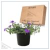 Live Verbena - Purple - Creeping/Trailing Perennial - Healthy Spring Plant - 10" Tall by 6" Wide in 2.5 Qt Pot - Image 10
