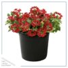Live Verbena - Red - Creeping/Trailing Perennial - Healthy Spring Plant - 10" Tall by 6" Wide in 2.5 Qt Pot - Image 6