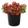 Live Verbena - Red - Creeping/Trailing Perennial - Healthy Spring Plant - 10" Tall by 6" Wide in 2.5 Qt Pot - Image 7