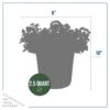 Live Verbena - Red - Creeping/Trailing Perennial - Healthy Spring Plant - 10" Tall by 6" Wide in 2.5 Qt Pot - Image 9
