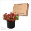 Live Verbena - Red - Creeping/Trailing Perennial - Healthy Spring Plant - 10" Tall by 6" Wide in 2.5 Qt Pot - Image 10