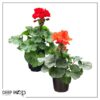 Live Zonal Geraniums - Assorted Colors (2 Plants Per Pack) - Beautiful Spring Flowers - 12" Tall by 5" Wide in 1 Qt Pot