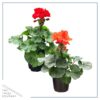 Live Zonal Geraniums - Assorted Colors (2 Plants Per Pack) - Beautiful Spring Flowers - 12" Tall by 5" Wide in 1 Qt Pot - Image 2