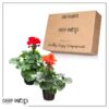 Live Zonal Geraniums - Assorted Colors (2 Plants Per Pack) - Beautiful Spring Flowers - 12" Tall by 5" Wide in 1 Qt Pot - Image 5