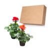 Live Zonal Geraniums - Assorted Colors (2 Plants Per Pack) - Beautiful Spring Flowers - 12" Tall by 5" Wide in 1 Qt Pot - Image 4