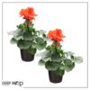 Live Zonal Geraniums - Orange (2 Plants Per Pack) - Beautiful Spring Flowers - 12" Tall by 5" Wide in 1 Qt Pot - Image 6