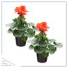 Live Zonal Geraniums - Orange (2 Plants Per Pack) - Beautiful Spring Flowers - 12" Tall by 5" Wide in 1 Qt Pot - Image 5