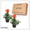 Live Zonal Geraniums - Orange (2 Plants Per Pack) - Beautiful Spring Flowers - 12" Tall by 5" Wide in 1 Qt Pot - Image 2
