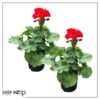 Live Zonal Geraniums - Red (2 Plants Per Pack) - Beautiful Spring Flowers - 12" Tall by 5" Wide in 1 Qt Pot - Image 6