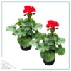 Live Zonal Geraniums - Red (2 Plants Per Pack) - Beautiful Spring Flowers - 12" Tall by 5" Wide in 1 Qt Pot - Image 5