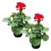 Live Zonal Geraniums - Red (2 Plants Per Pack) - Beautiful Spring Flowers - 12" Tall by 5" Wide in 1 Qt Pot - Image 4