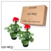 Live Zonal Geraniums - Red (2 Plants Per Pack) - Beautiful Spring Flowers - 12" Tall by 5" Wide in 1 Qt Pot - Image 3