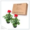 Live Zonal Geraniums - Red (2 Plants Per Pack) - Beautiful Spring Flowers - 12" Tall by 5" Wide in 1 Qt Pot - Image 2